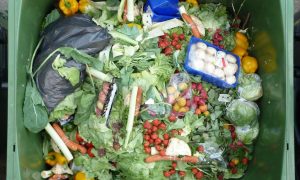 green week 2017 trento