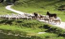 Tarquinio Marini malgaro e i formaggi di malga